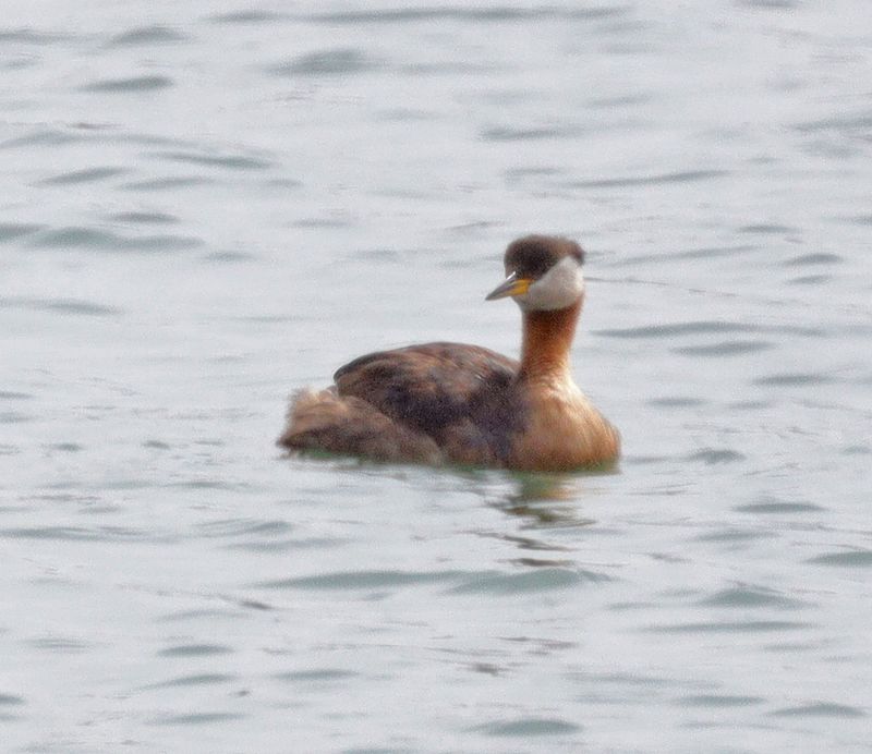 Red-necked-Grebe 