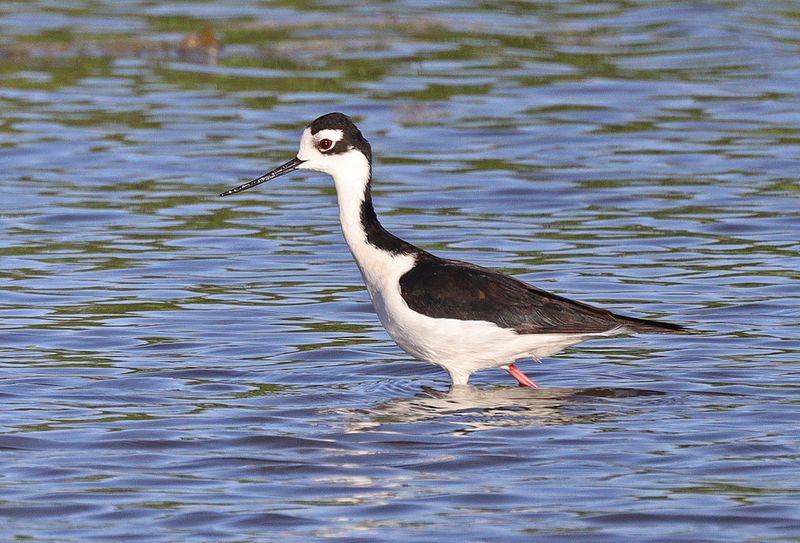 Black-necked-Stilt