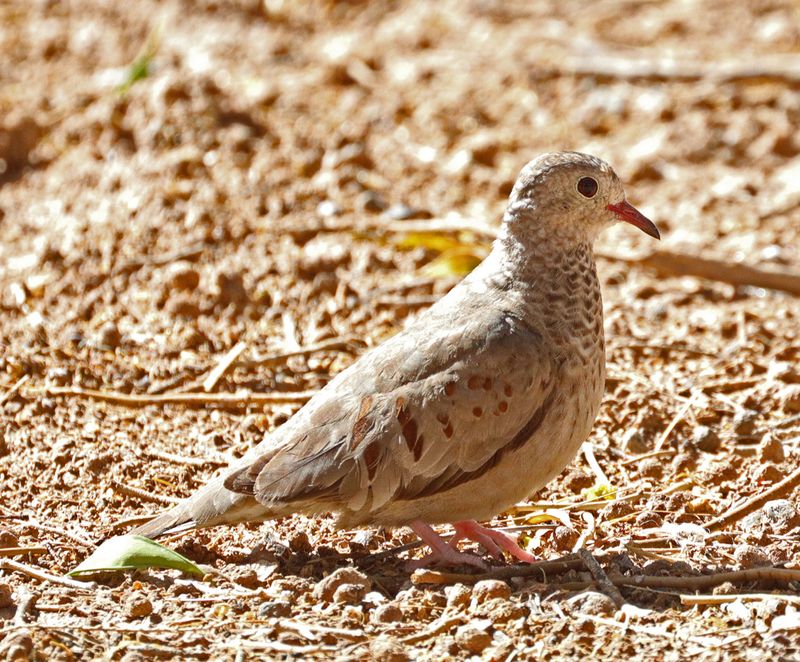 Common-Ground-Dove.jpg
