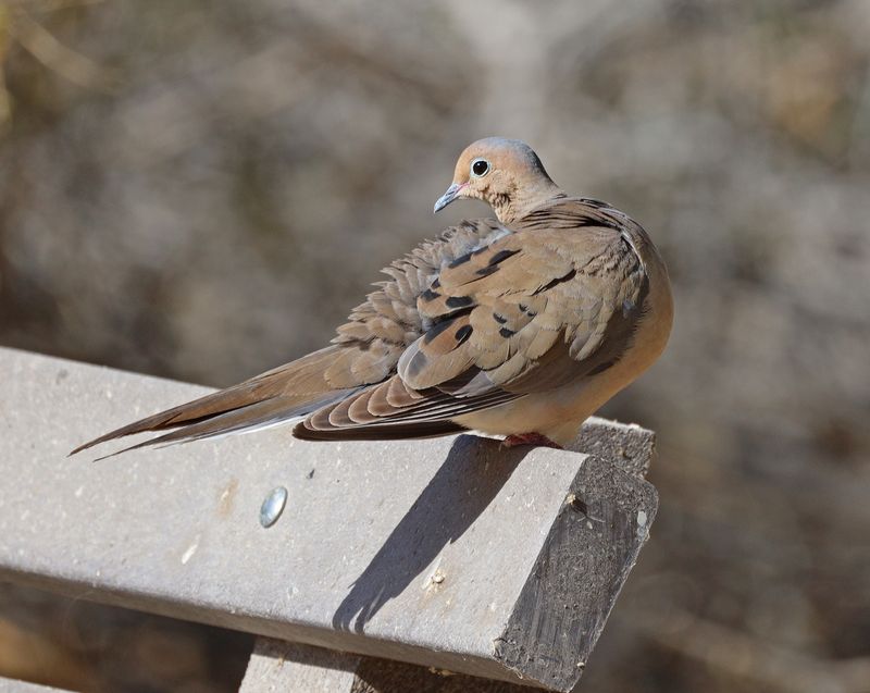 Mourning-Dove.jpg