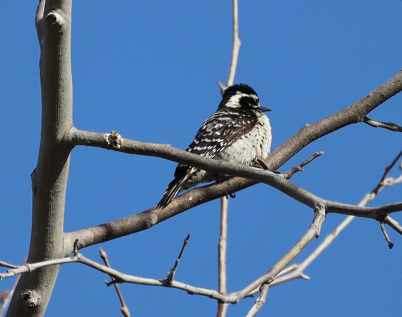 Nuttall's Woodpecker