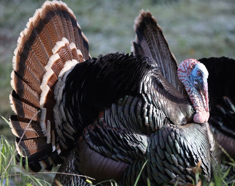 Wild Turkey