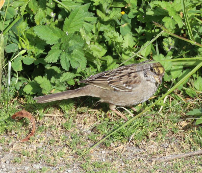 Golden-crowned-Sparrow