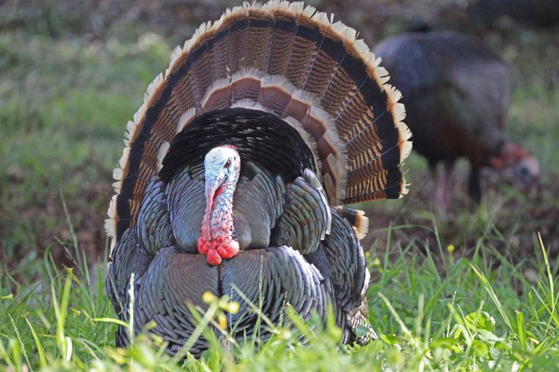 Wild-Turkey-2.jpg