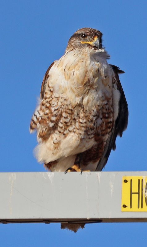 Perched Ferruginous Hawk