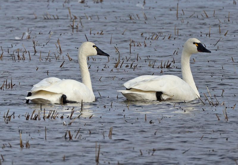 Tundra Swans