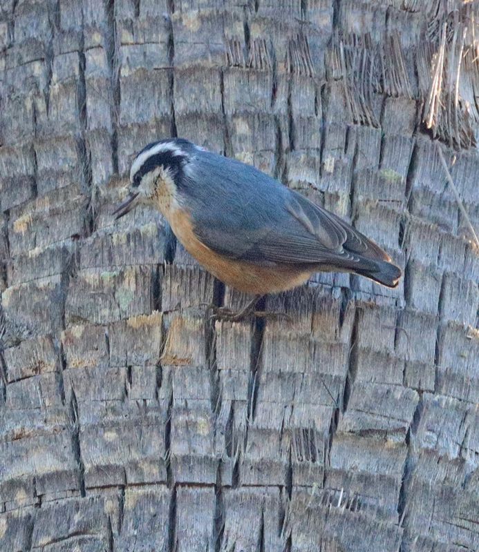 Red-breasted Nuthatch on a Palm Tree