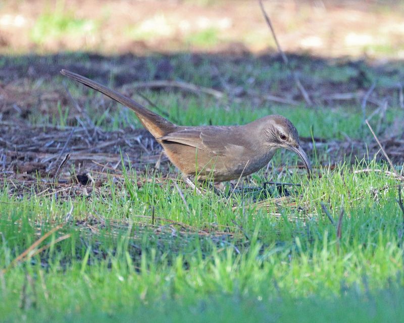 California Thrasher