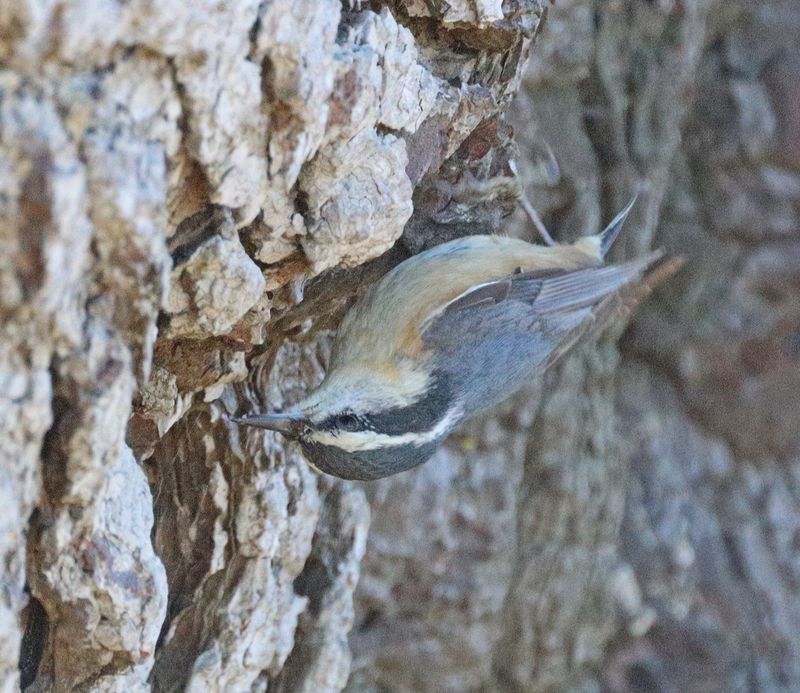 Red-breasted Nuthatch - Jan 5th