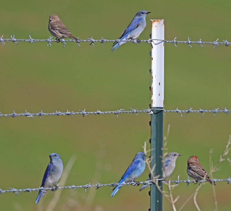 House Finches & Mt. Bluebirds