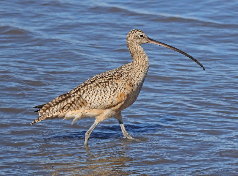 Long-billed Curlew 