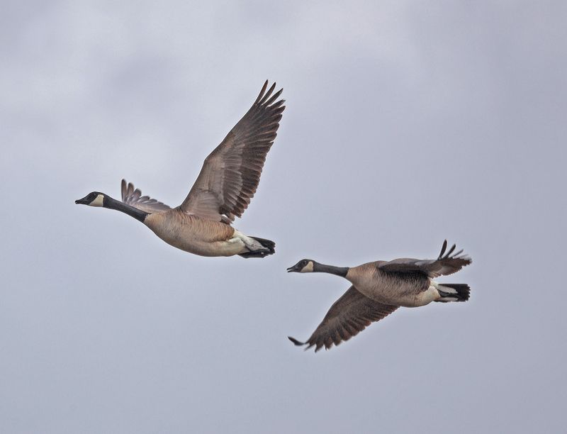 Canada Geese in-Flight 