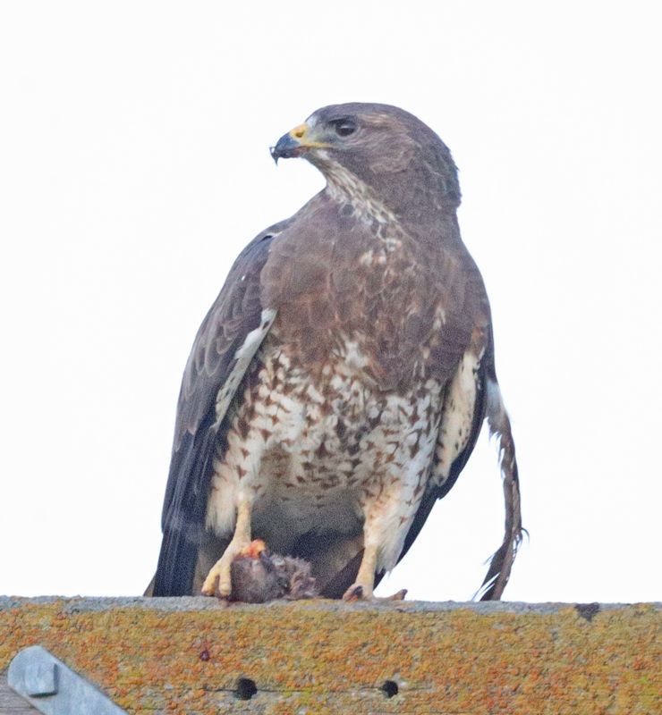 Swainson's Hawk - with prey & molting a primary