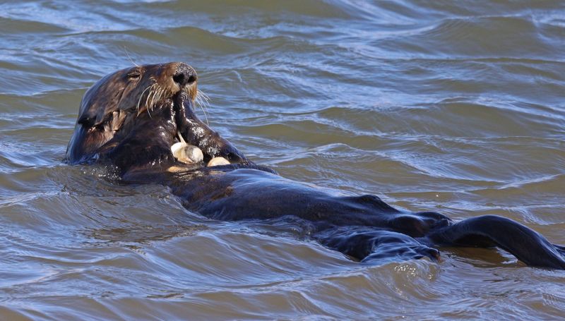 Pinnipeds