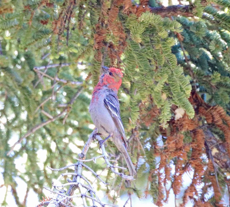 Pine Grosbeak
