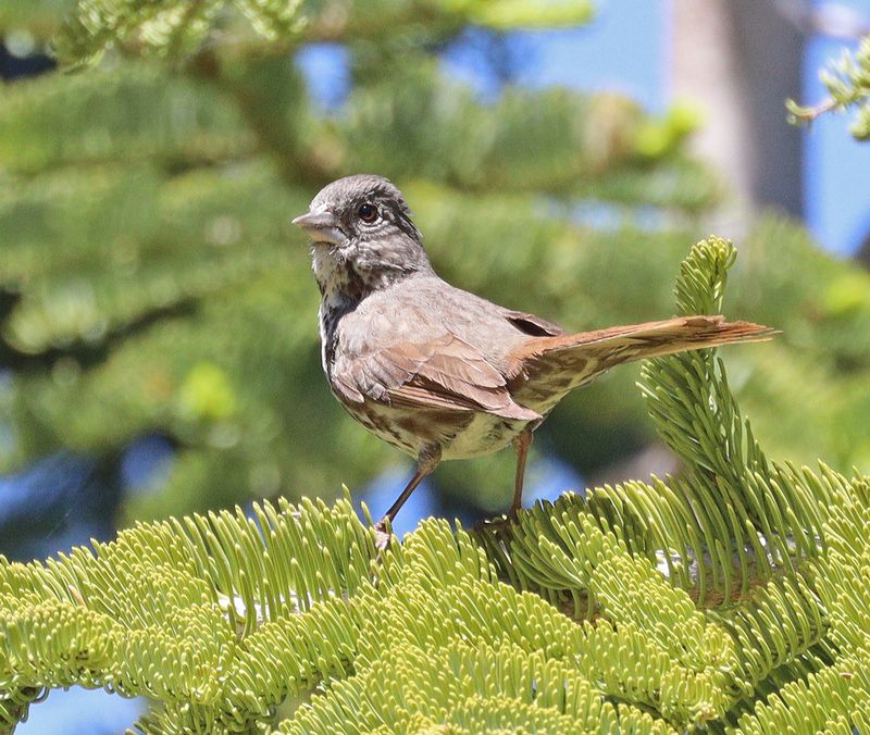 Gray-headed Fox Sparrow 