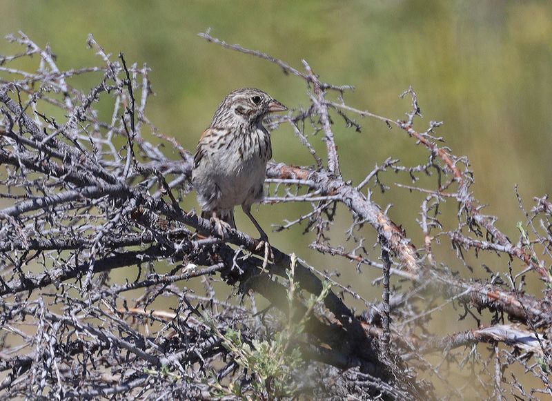 Vesper Sparrow 