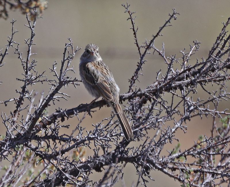 Brewer's Sparrow 
