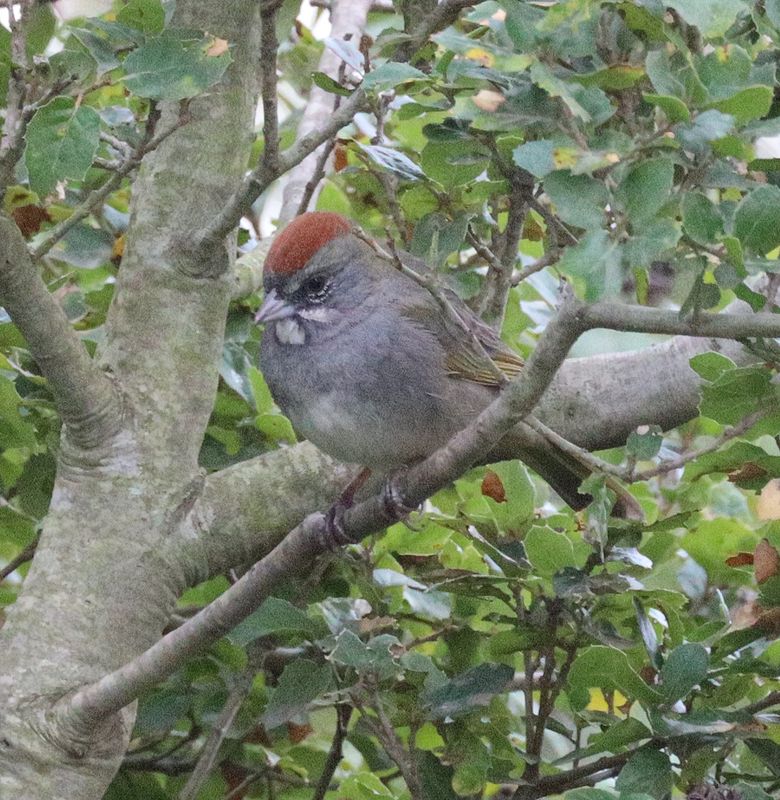 Green-tailed Towhee-2 