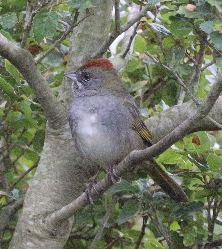 Green-tailed Towhee-3