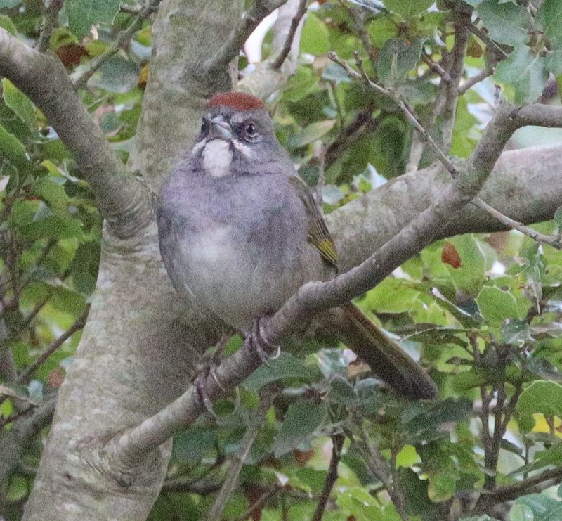 Sparrows & Finches