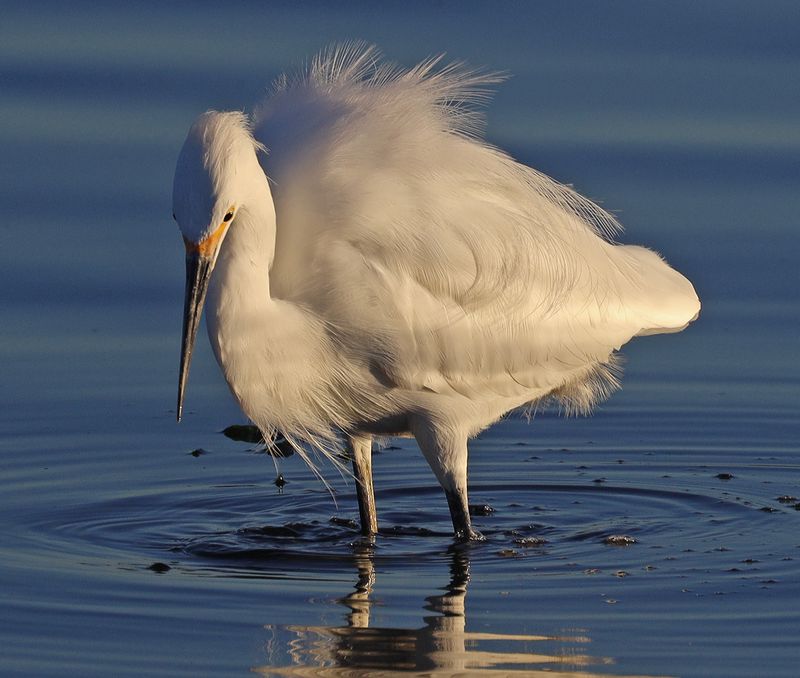 Herons & Egrets