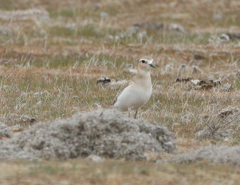Mountain Plover Panoche Valley 2/1/25