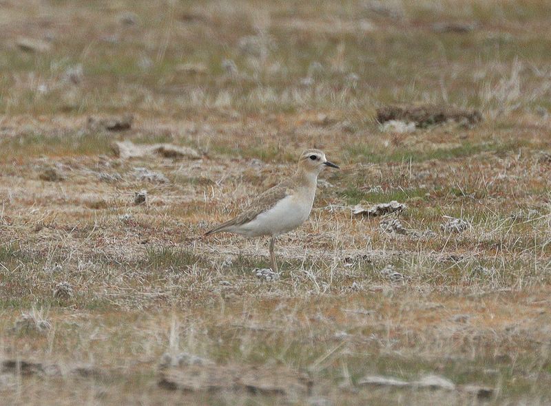 Mountain Plover