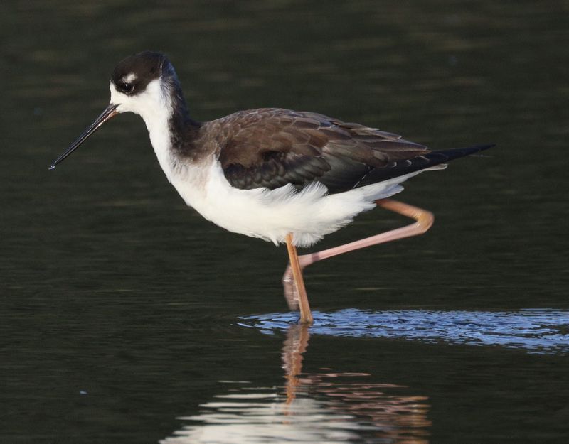 Black-necked Stilt