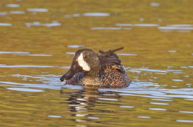 Dabbling Ducks