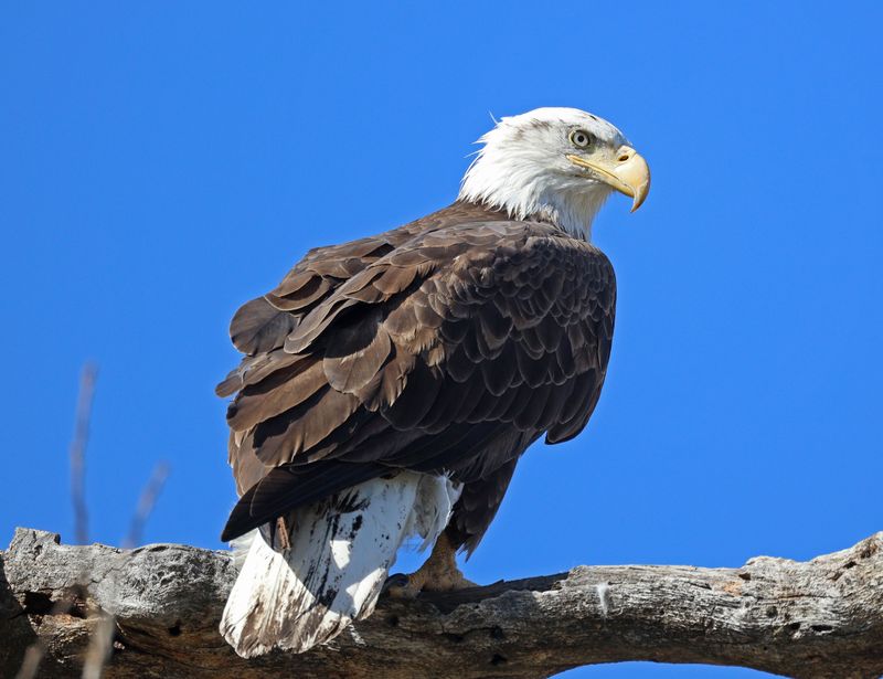eagles