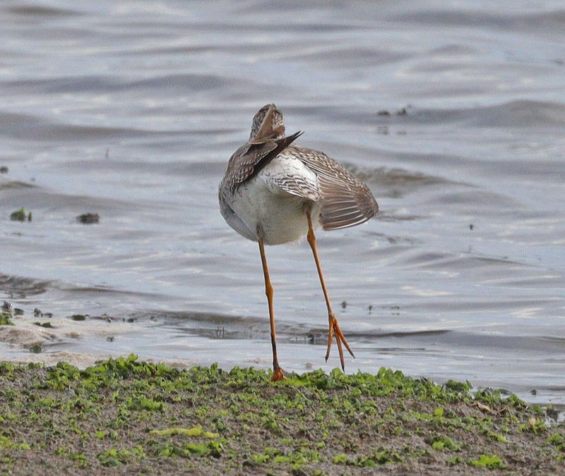 Bird Identification - Tips & Challenges