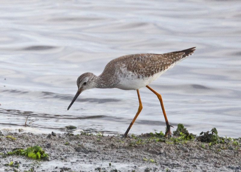 Or this, a Lesser Yellowlegs?