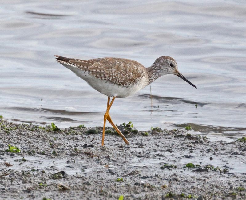 February 2025 Shorebird Challenge