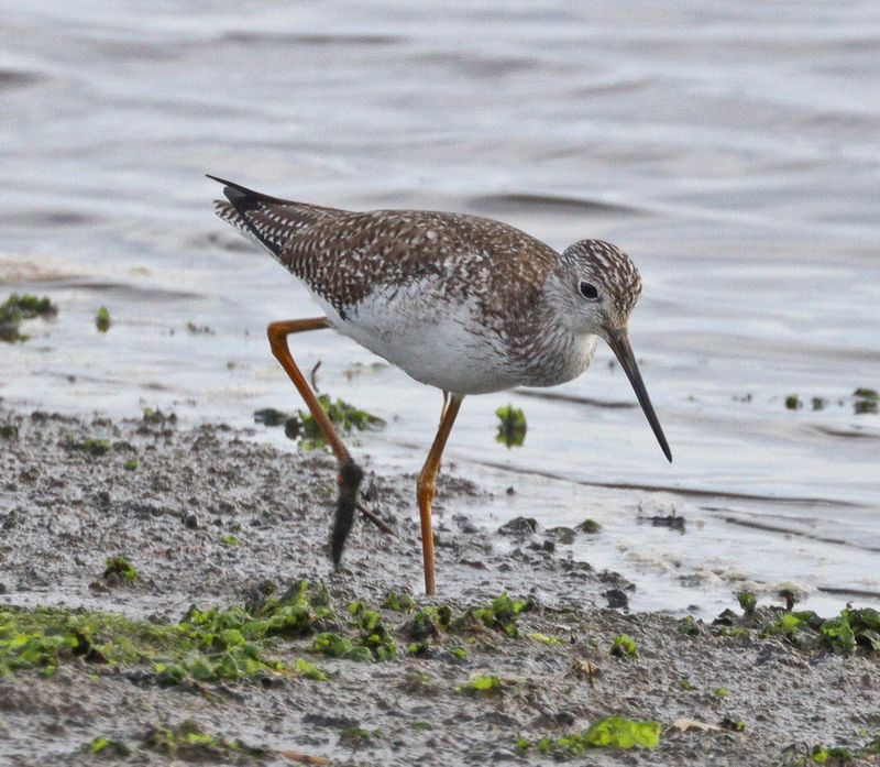 Is it this? A Greater Yellowlegs?
