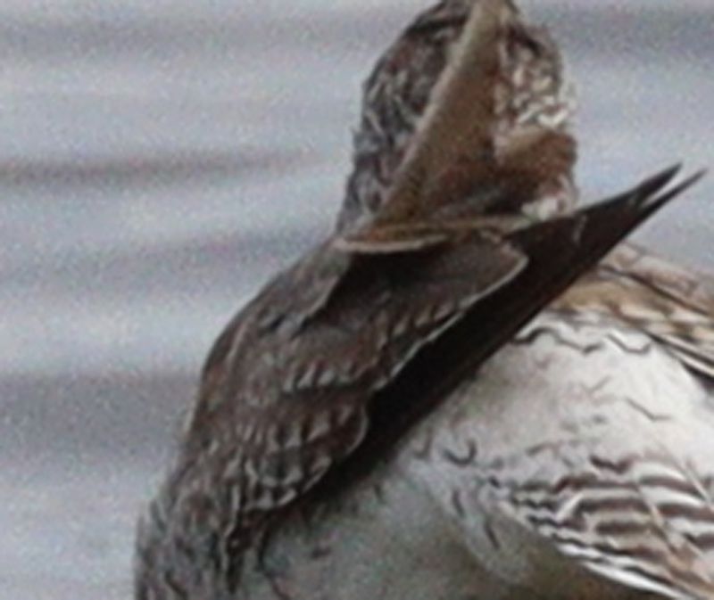 February 2025 Shorebird Challenge