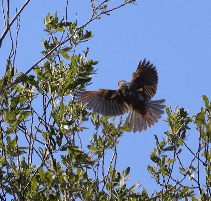 Thick-billed Kingbird in-flight