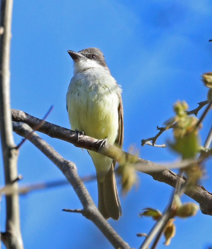 Thick-billed Kingbird perched