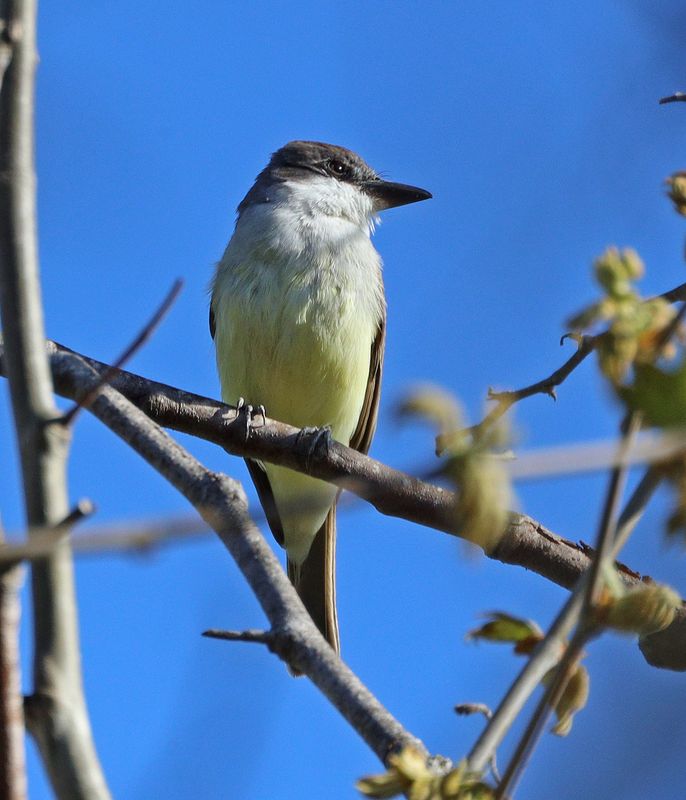 Flycatchers