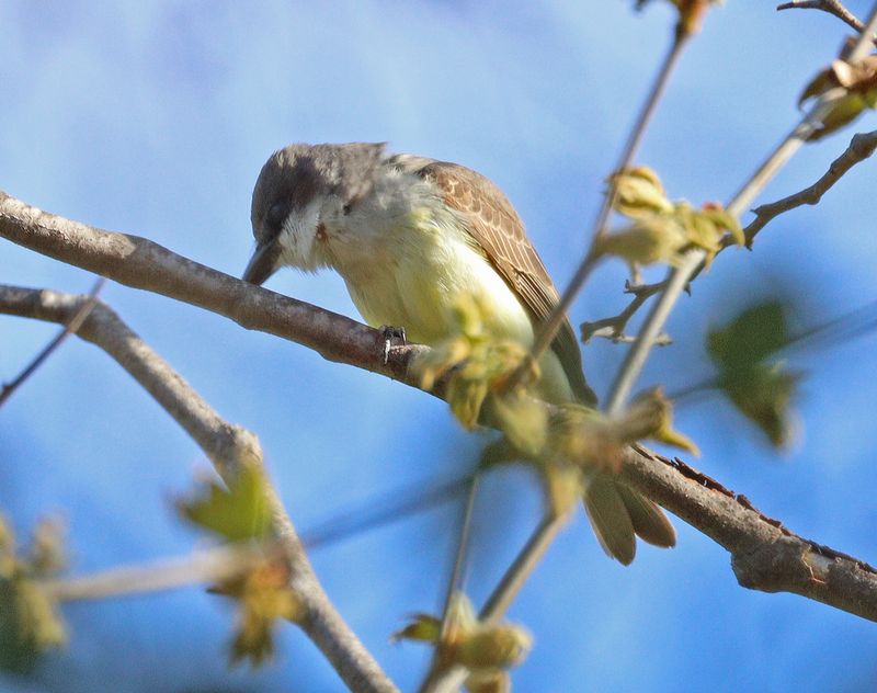 Thick-billed Kingbird again
