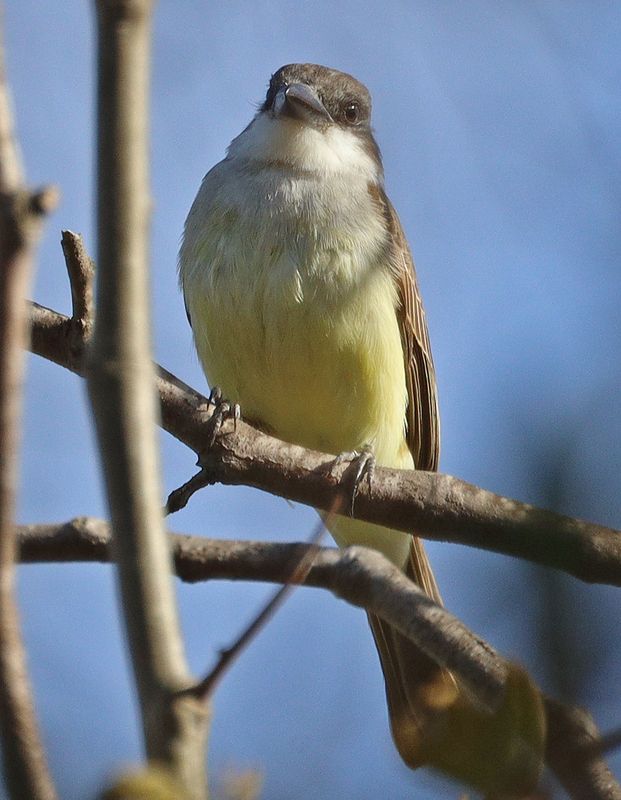 Thick-billed Kingbird 
