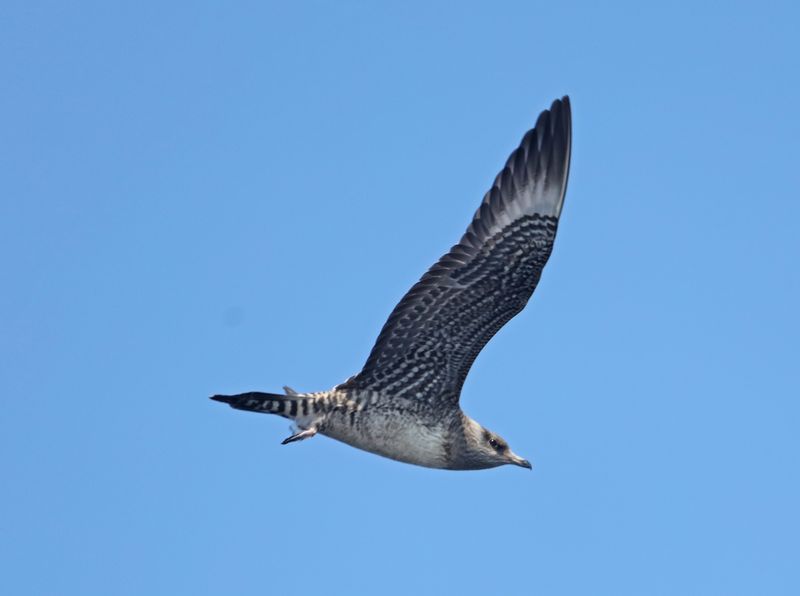 Jaegers & Skuas