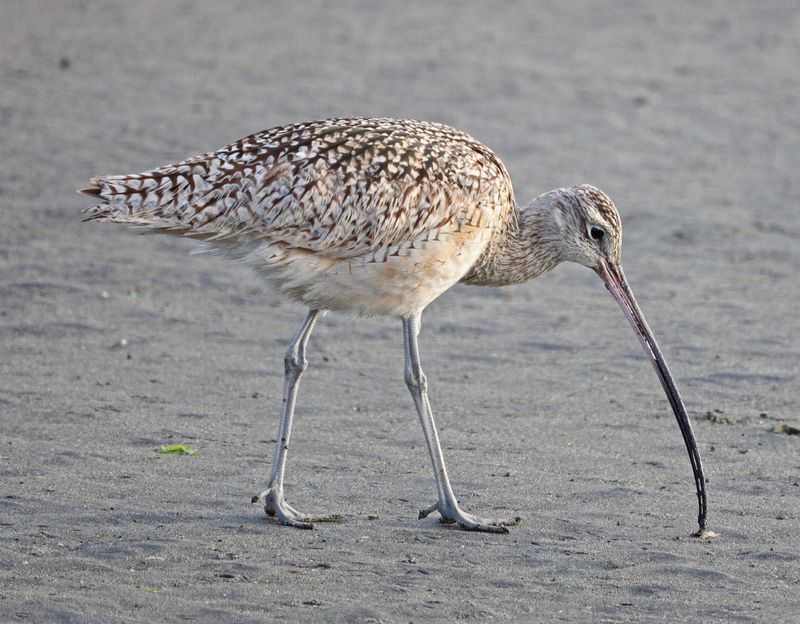 Shorebirds