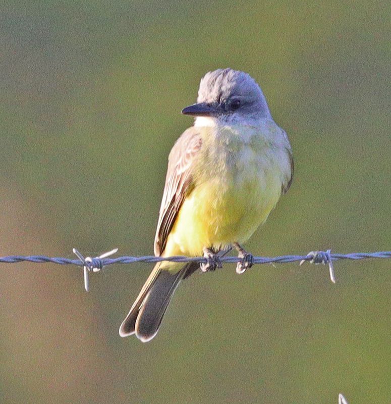 Tropical Kingbird 