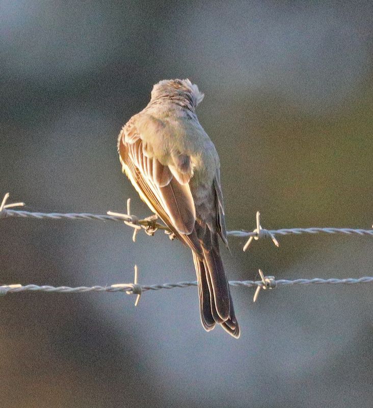 Tropical Kingbird tail