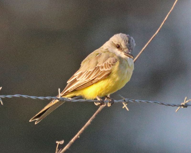 Tropical Kingbird
