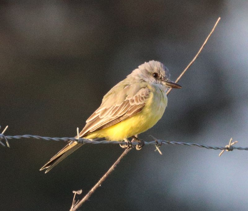 Flycatchers