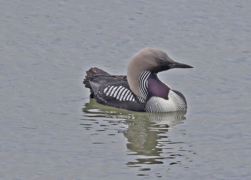 Pacific Loon