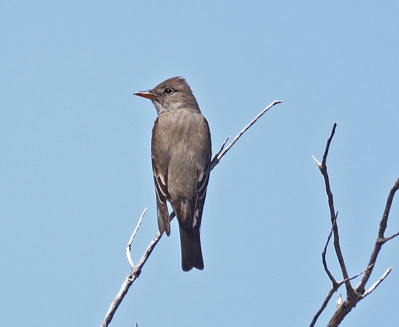 Olive-sided Flycatcher