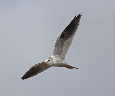 Harriers, Kites, Vultures & Osprey